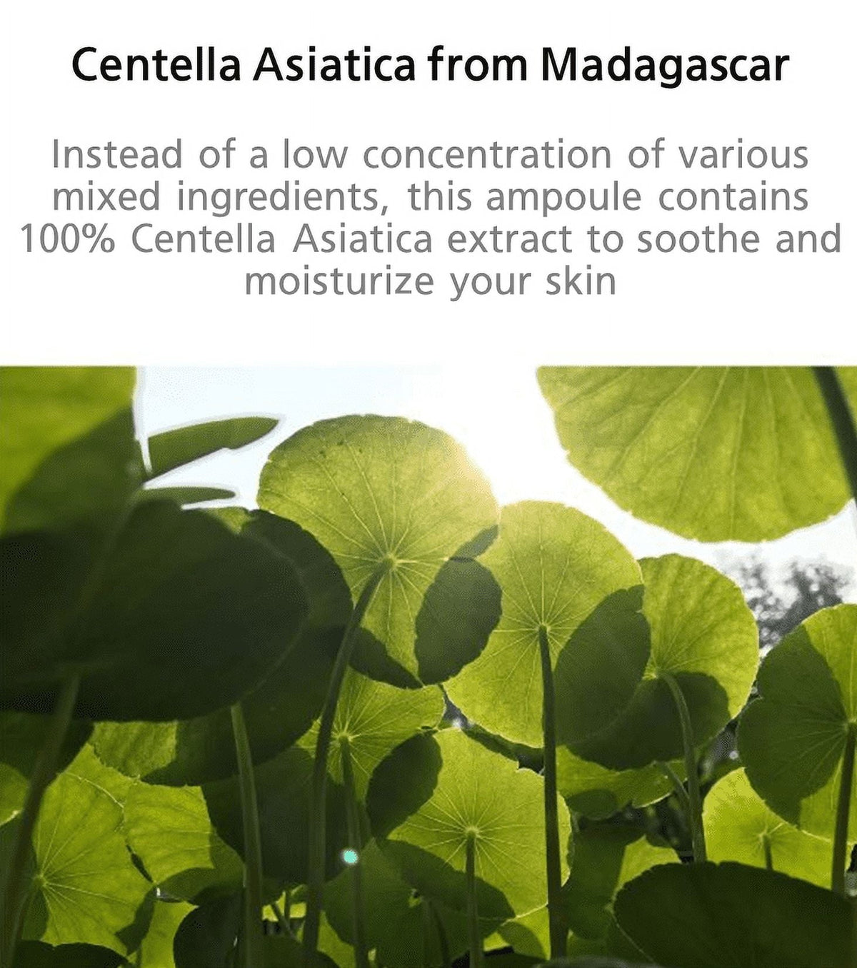 Madagascar Centella Ampoule 100Ml